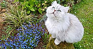 Bloom participe au concours pour gagner de l'argent avec cette photo : cat, fluffy, white_cat, blue_eyes, moss, rock, garden, plants, flowers, greenery, outdoor, nature, grass, blue_flowers, curious, pet, animal, sitting, cute, peaceful