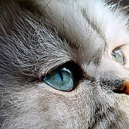 Bloom a rejoint le concours — aidez-le/la à gagner de superbes lots ! cat, close_up, eye, blue_eye, fur, whiskers, pet, animal, mammal, face, nose, macro, portrait, feline, cute, domestic_animal, whisker, soft_fur, curious, closeup