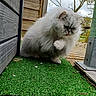 Bloom participe au concours pour gagner de l'argent avec cette photo : cat, fluffy, white_cat, outdoor, artificial_grass, wooden_wall, metal_post, tree, cloudy_sky, paw, tongue_out, grooming, pet, animal, nature, small_animal, feline, closeup, grass, fur
