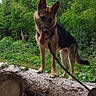 Tiana participe au concours pour gagner de l'argent avec cette photo : dog, german_shepherd, animal, pet, leash, logs, forest, trees, greenery, outdoor, nature, canine, tongue_out, standing, wood, bark, adventure, playful, daylight, wildlife