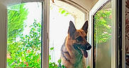 Tiana a rejoint le concours — aidez-le/la à gagner de superbes lots ! dog, german_shepherd, window, open_window, plants, greenery, flowers, indoor, outdoor, windowsill, tongue_out, portrait, animal, pet, floral_wallpaper, camera, photograph, frame, home_decor, lamp