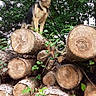 german_shepherd, dog, logs, tree_trunks, forest, greenery, leaves, nature, outdoor, happy, tongue_out, animal, canine, woodpile, tree, stacked_logs, pet, alert, standing, summer