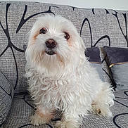 Jody participe au concours pour gagner de l'argent avec cette photo : dog, white_dog, fluffy, small_dog, pet, cute, indoor, couch, sofa, cushion, looking_up, fur, animal, companion, friendly, domestic, mammal, sitting, household, adorable