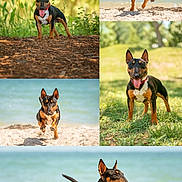 Prime is registered to the contest to win money with this photo: dog, bull_terrier, black_and_tan, red_collar, pet, animal, portrait, collage, five_panels, beach, seaside, ocean, water, sand, running, standing, outdoors, park, trees, sunlight