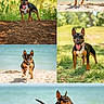 dog, bull_terrier, black_and_tan, red_collar, pet, animal, portrait, collage, five_panels, beach, seaside, ocean, water, sand, running, standing, outdoors, park, trees, sunlight