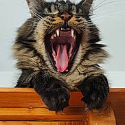 Watson joined the competition — help win amazing prizes! animal, carving, cat, closeup, cute, feline, fur, indoor, mouth_open, paws, pet, portrait, relaxed, sleepy, tabby, teeth, tongue, whiskers, wood, yawning