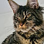Watson joined the competition — help win amazing prizes! animal, cat, close_up, cute, domestic_animal, ears, feline, fluffy, fur, golden_eyes, indoor, long_hair, looking_away, maine_coon, mammal, pet, portrait, soft_light, tabby, whiskers
