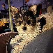 Jolli is registered to the contest to win money with this photo: puppy, dog, pet, fluffy, black_and_white, ears, eyes, laying_down, indoor, bed, blanket, moon, wall_decoration, room, cozy, curious, fur, cute, animal, young