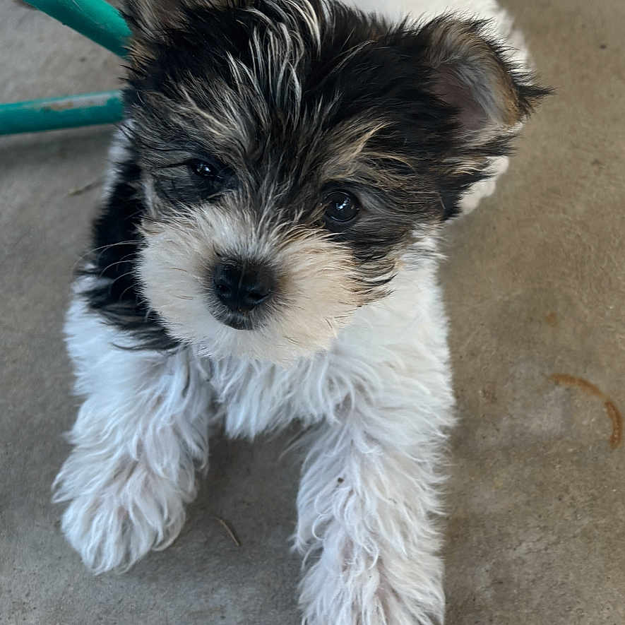 Jolli is registered to the contest to win money with this photo: animal, black_and_white, chair, close_up, concrete_floor, curious, cute, dog, ear, fluffy, fur, indoor, looking_up, paw, pet_toy, playful, puppy, rope_toy, small, young