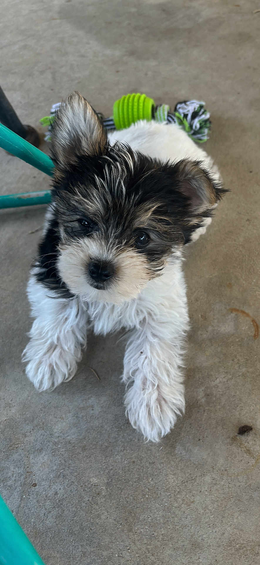 Jolli is registered to the contest to win money with this photo: puppy, dog, black_and_white, fluffy, fur, pet_toy, rope_toy, ear, curious, concrete_floor, looking_up, animal, young, playful, indoor, close_up, cute, small, paw, chair