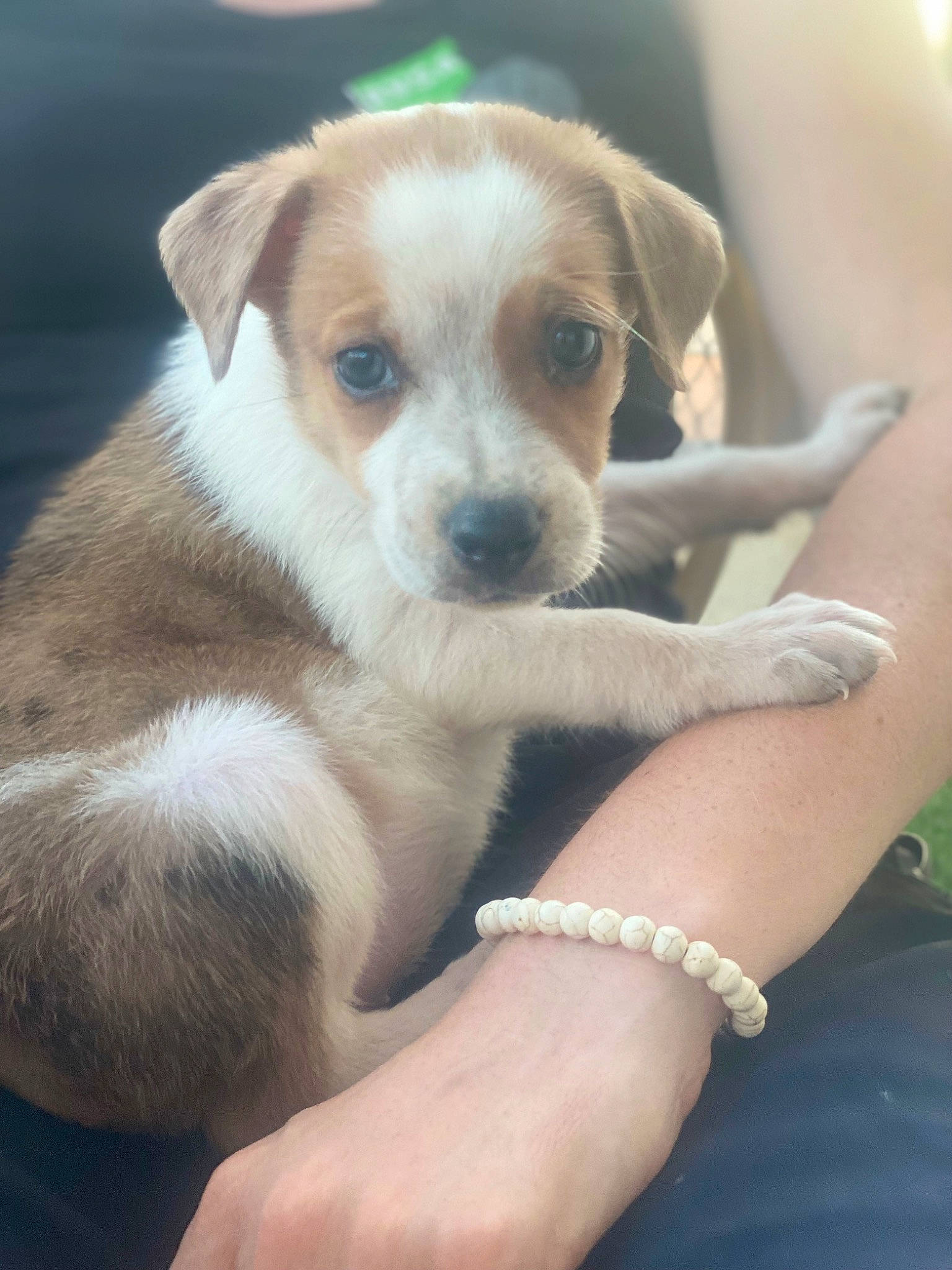 Lykan a rejoint le concours — aidez-le/la à gagner de superbes lots ! canidae, carnivore, companion_dog, dog, dog_breed, elbow, fawn, fur, irishjacks, jewellery, paw, puppy_love, snout, sporting_group, street_dog, terrestrial_animal, toy_dog, whiskers, working_animal, working_dog