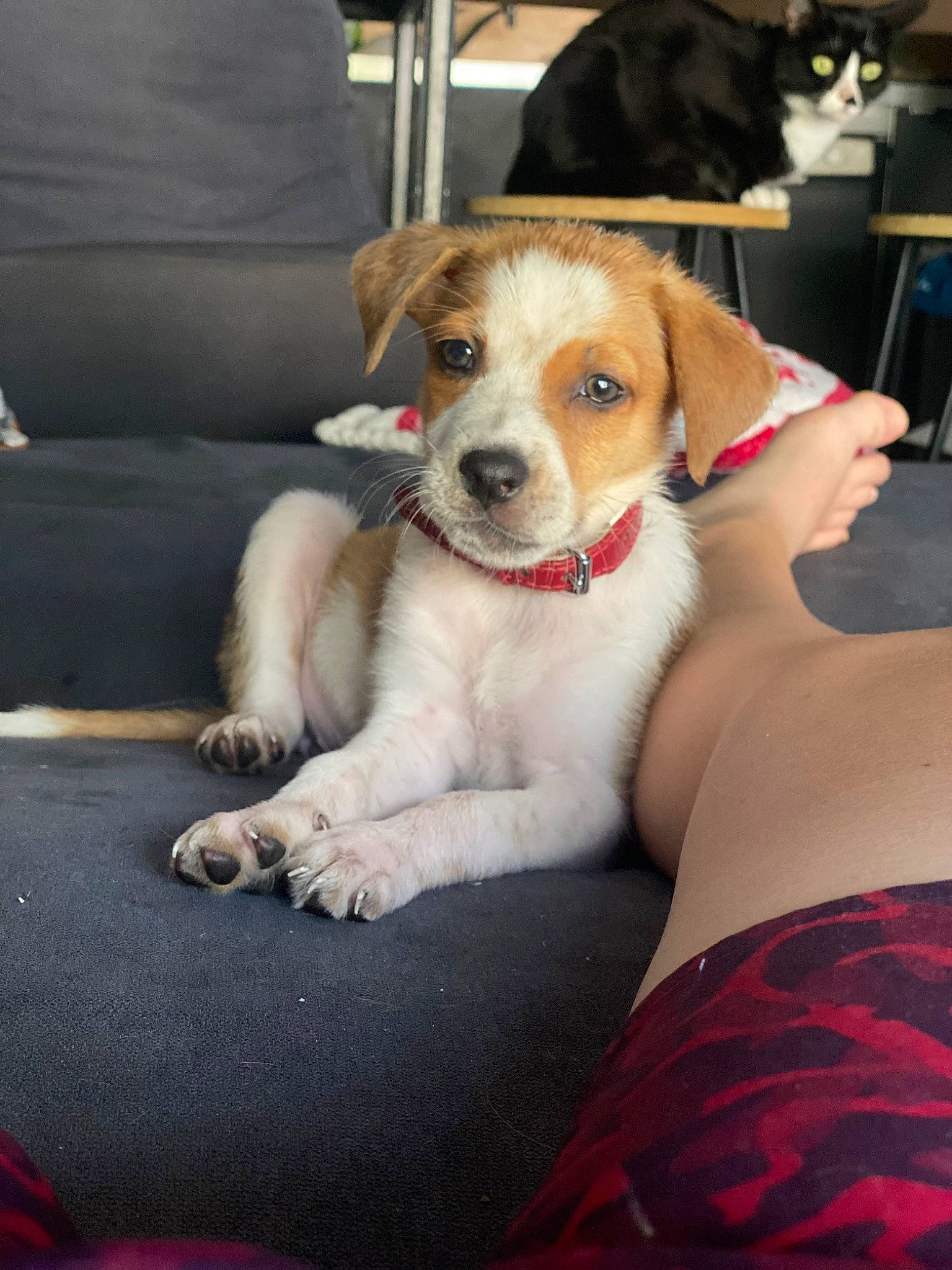 Lykan participe au concours pour gagner de l'argent avec cette photo : carnivore, chair, collar, comfort, companion_dog, couch, dog, dog_breed, fawn, fur, human_leg, paw, sitting, sporting_group, thigh