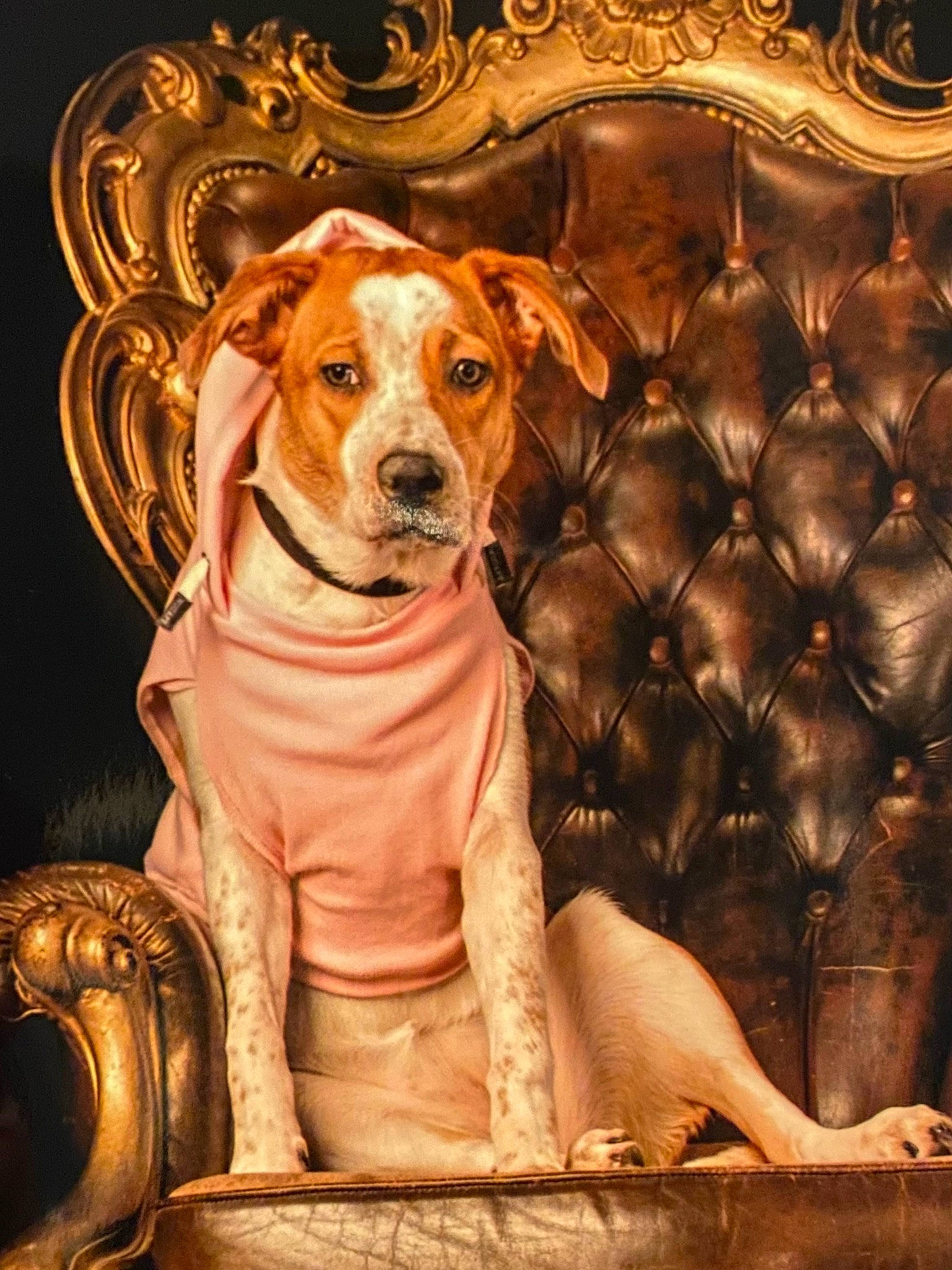 Lykan participe au concours pour gagner de l'argent avec cette photo : ancient_dog_breeds, art, canidae, carnivore, companion_dog, dog, dog_breed, dog_supply, drawing, fawn, fur, illustration, painting, picture_frame, snout, sporting_group, still_life, still_life_photography, visual_arts, working_animal