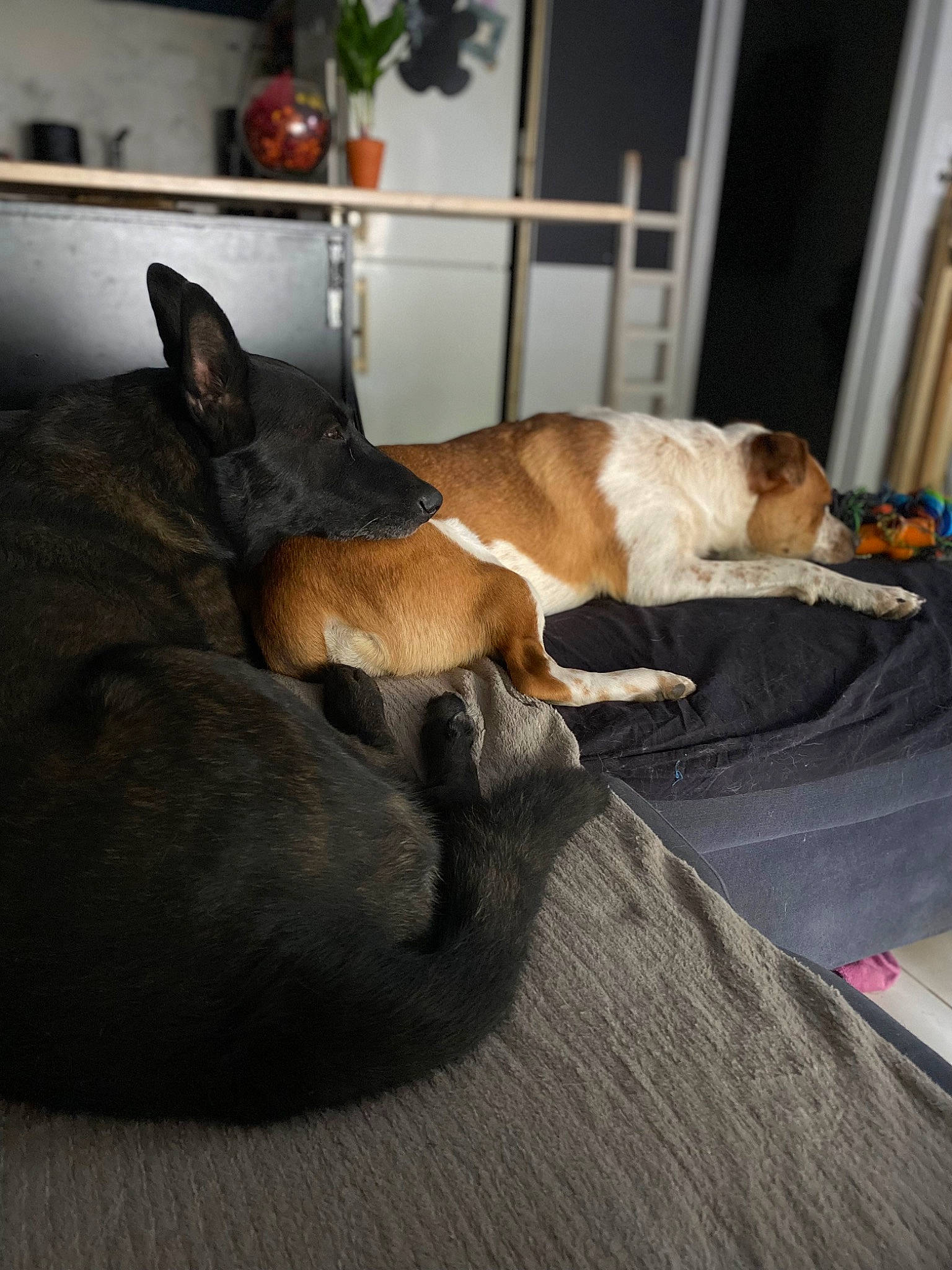 Lykan a rejoint le concours — aidez-le/la à gagner de superbes lots ! canidae, carnivore, comfort, companion_dog, dog, dog_bed, dog_breed, fawn, felidae, flooring, hardwood, houseplant, linens, nap, plant, small_to_medium_sized_cats, snout, sporting_group, tail, whiskers