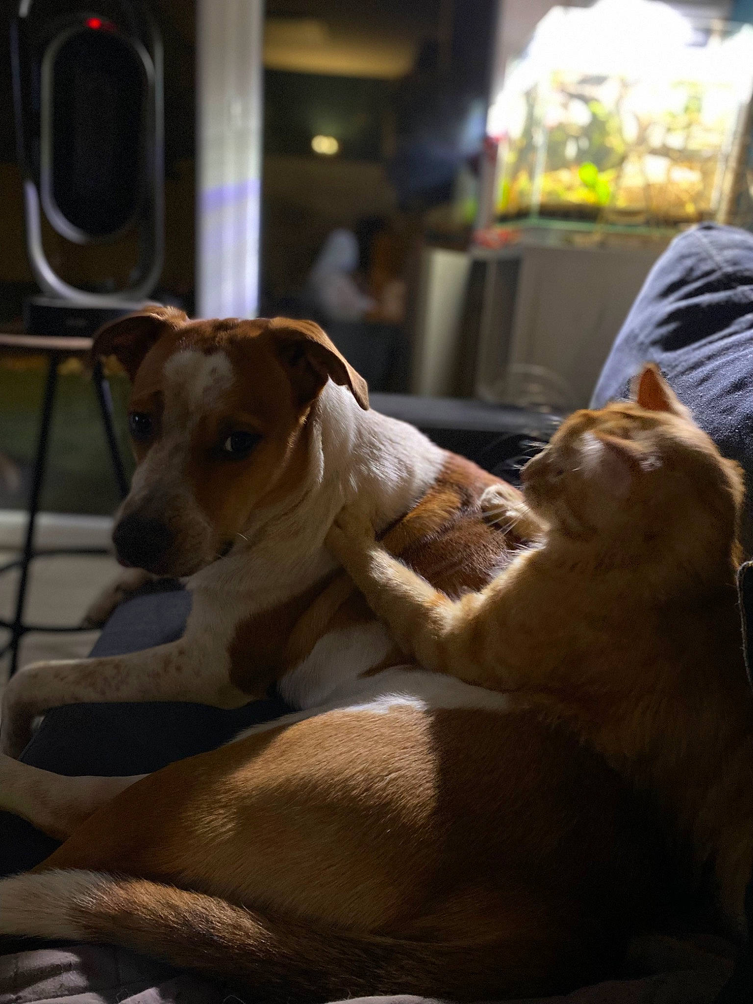 Lykan a rejoint le concours — aidez-le/la à gagner de superbes lots ! canidae, carnivore, cat, collar, comfort, companion_dog, dog, dog_breed, fawn, felidae, fur, magyar_agar, paw, sighthound, small_to_medium_sized_cats, sporting_group, tail, toy_dog, whiskers, working_animal