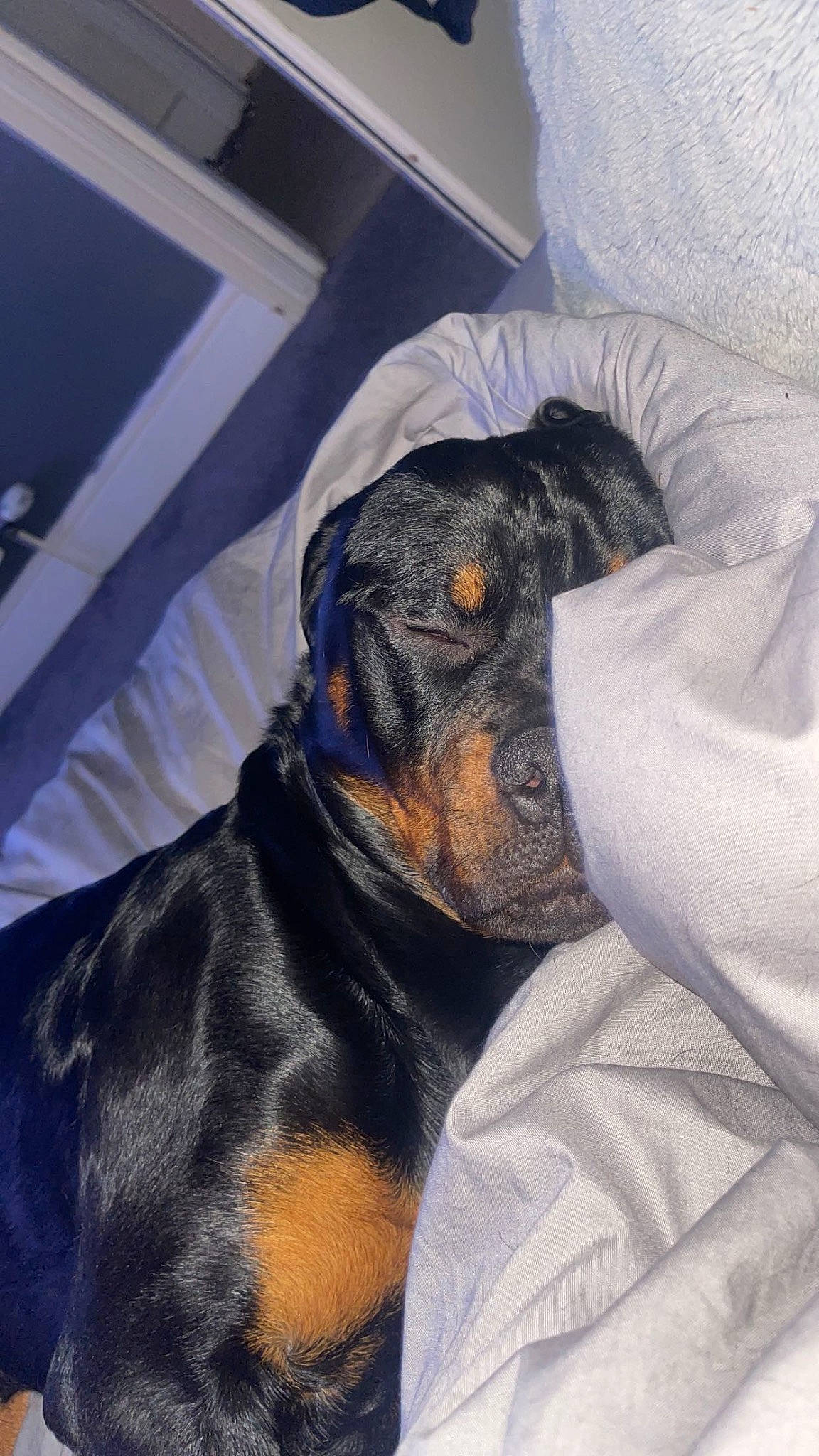 Bruno is registered to the contest to win money with this photo: canidae, carnivore, comfort, companion_dog, dobermann, dog, dog_breed, fur, grey, guard_dog, montenegrin_mountain_hound, pinscher, sleeve, sporting_group, terrestrial_animal, toy_dog, whiskers, working_animal, working_dog