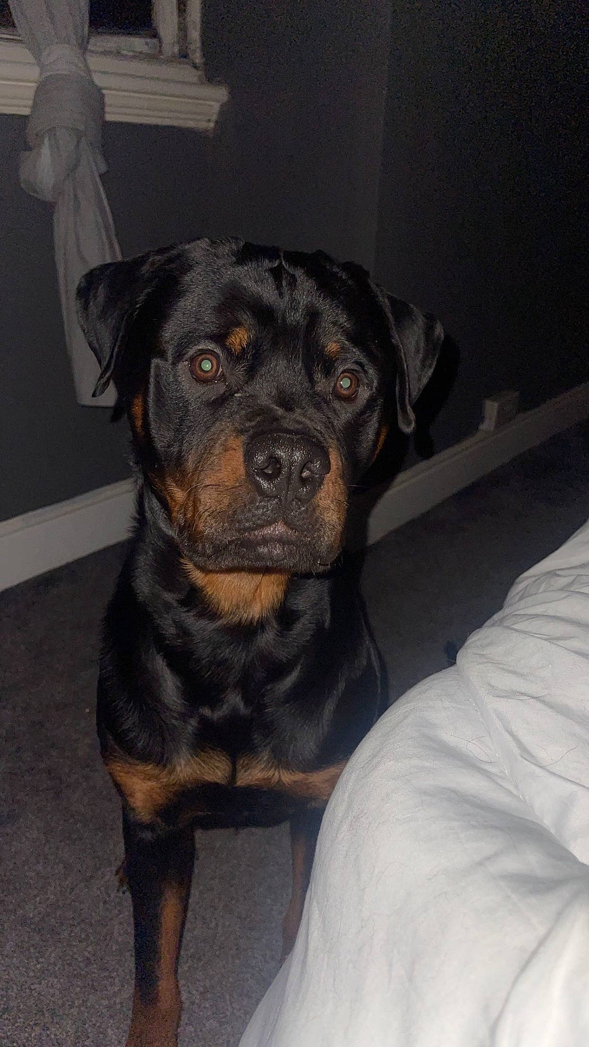 Bruno is registered to the contest to win money with this photo: borador, canidae, carnivore, companion_dog, dog, dog_breed, fawn, fur, guard_dog, molosser, non_sporting_group, puppy, rottweiler, snout, sporting_group, terrestrial_animal, toy_dog, whiskers, working_animal, working_dog