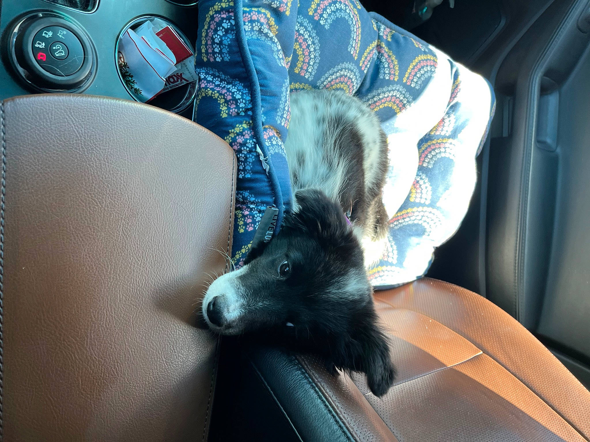 Kaya joined the competition — help win amazing prizes! auto_part, canidae, car_seat, car_seat_cover, carnivore, comfort, companion_dog, couch, dog_breed, electric_blue, fawn, felidae, fur, personal_luxury_car, small_to_medium_sized_cats, snout, tail, toy_dog, vehicle_door, whiskers