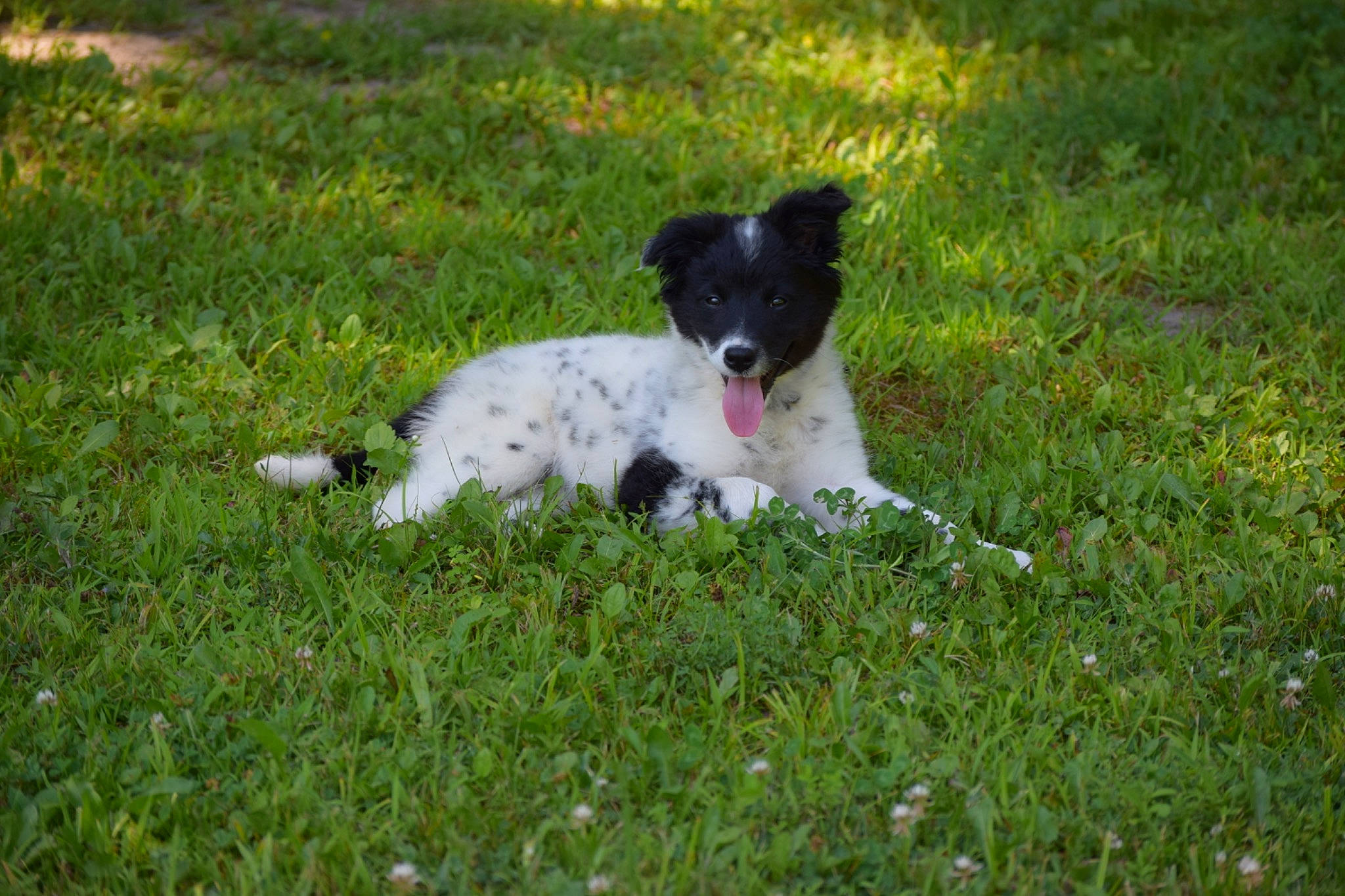 Kaya joined the competition — help win amazing prizes! canidae, carnivore, companion_dog, dog, dog_breed, grass, grassland, herding_dog, hunting_dog, lawn, meadow, non_sporting_group, pasture, plant, snout, sporting_group, working_dog