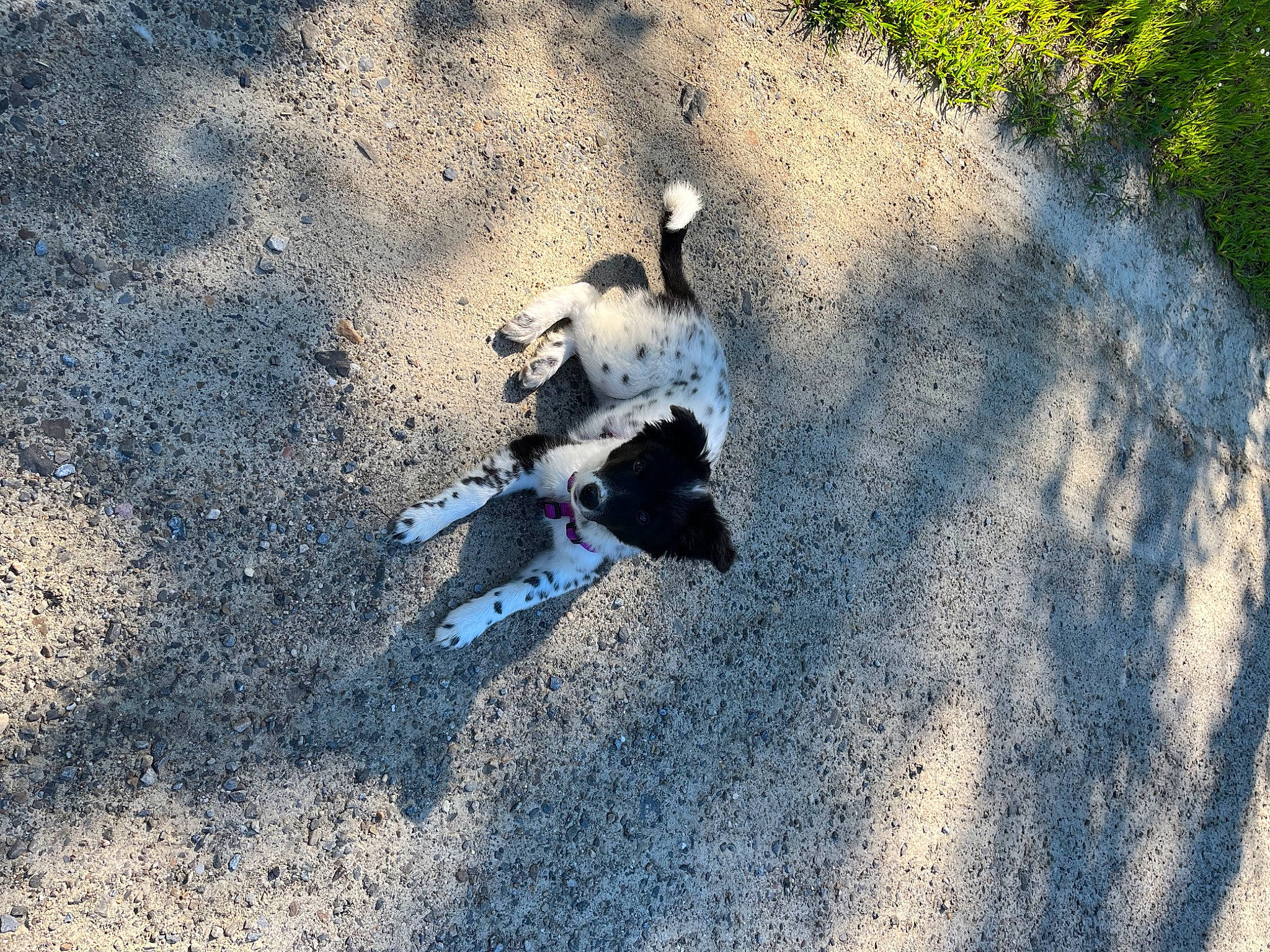 Kaya joined the competition — help win amazing prizes! asphalt, canidae, carnivore, dog, dog_breed, fun, grass, landscape, recreation, road, road_surface, sand, shadow, sitting, soil, sporting_group, tail, tints_and_shades, tree, wildlife