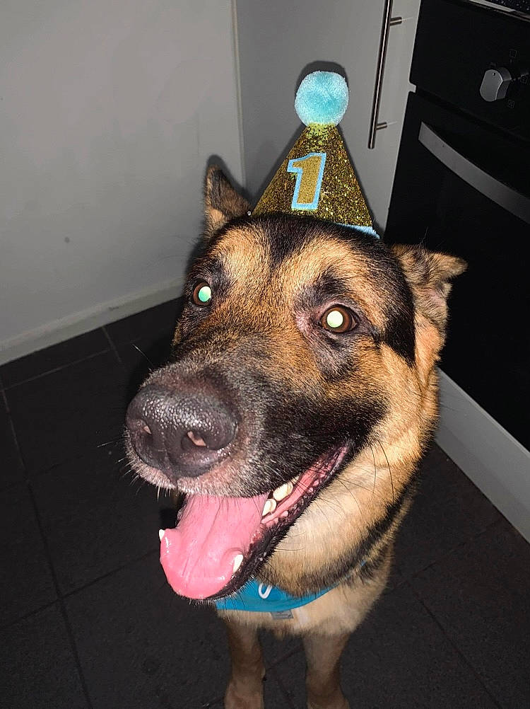 Aslan is registered to the contest to win money with this photo: carnivore, collar, companion_dog, dog, dog_breed, dog_collar, east_european_shepherd, eye, fashion_accessory, fawn, fur, jaw, leash, old_german_shepherd_dog, pet_supply, snout, sporting_group, whiskers, window, working_animal