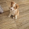 animal, blue_eyes, brown_and_white, curious, cute, dog, drawer, fluffy, food_dish, furniture, home, indoor, natural_lighting, pet, portrait, puppy, sitting, table, tile_floor, vertical_photo