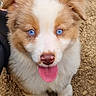 adorable, animal, blue_eyes, brown_and_white, closeup, dirt, dog, ears, fluffy, fur, ground, happy, outdoor, paws, pet, playful, portrait, puppy, sitting, tongue_out