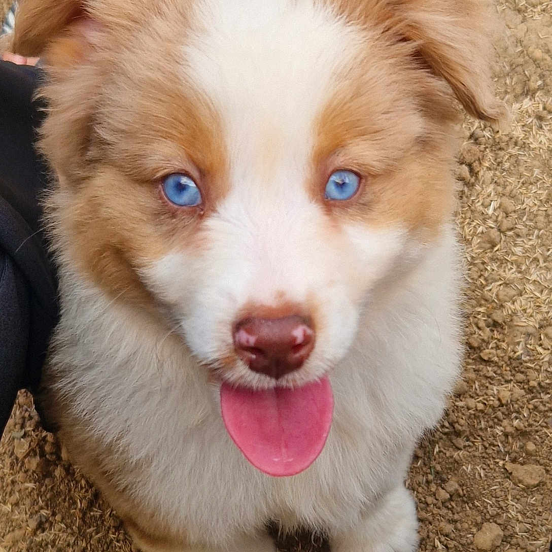 Sky a rejoint le concours — aidez-le/la à gagner de superbes lots ! adorable, animal, blue_eyes, brown_and_white, closeup, dirt, dog, ears, fluffy, fur, ground, happy, outdoor, paws, pet, playful, portrait, puppy, sitting, tongue_out