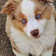 Sky participe au concours pour gagner de l'argent avec cette photo : adorable, animal, blue_eyes, brown_fur, canine, close_up, dog, floppy_ears, fluffy, gravel, ground, natural_light, outdoor, paws, pet, portrait, puppy, sitting, symmetrical_composition, white_fur