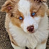 adorable, animal, blue_eyes, brown_fur, canine, close_up, dog, floppy_ears, fluffy, gravel, ground, natural_light, outdoor, paws, pet, portrait, puppy, sitting, symmetrical_composition, white_fur
