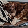 Molo a rejoint le concours — aidez-le/la à gagner de superbes lots ! dog, sleeping, brown_dog, shaggy_fur, curled_up, paw, pet_bed, blanket, cushion, indoors, cozy, nap, resting, floppy_ears, long_hair, relaxed, home, furniture, portrait, peaceful