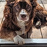 Molo a rejoint le concours — aidez-le/la à gagner de superbes lots ! dog, brown_dog, fluffy, long_hair, portrait, close_up, face, eyes, nose, paw, lying_down, window, windowsill, wooden_deck, sunlight, shadows, outdoor, companion_dog, pet, adorable