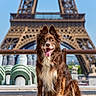 dog, border_collie, pet, animal, fluffy, long_hair, brown_and_white, sitting, smiling, open_mouth, tongue, pointed_ears, outdoor, paris, eiffel_tower, landmark, travel, tourism, blue_sky, sunlight