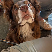 Molo a rejoint le concours — aidez-le/la à gagner de superbes lots ! dog, brown_dog, white_markings, floppy_ears, long_hair, fluffy, pet, animal, canine, close_up, portrait, looking_up, serious_expression, shiny_nose, eyes, chest_fur, indoors, seated, person, casual_clothing