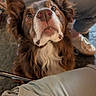 dog, brown_dog, white_markings, floppy_ears, long_hair, fluffy, pet, animal, canine, close_up, portrait, looking_up, serious_expression, shiny_nose, eyes, chest_fur, indoors, seated, person, casual_clothing