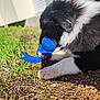animal, black_and_white, blue_toy, chewing, closeup, daylight, dirt, dog, fur, grass, grass_field, happy, kong, nature, outdoor, pet, play, puppy, sunlight, toy