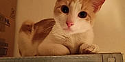 Vlad participe au concours pour gagner de l'argent avec cette photo : cat, orange_and_white, indoor, metal_shelf, curious, looking_at_camera, feline, pet, animal, resting, whiskers, ears, pink_nose, box, dim_lighting, shelf, domestic_cat, fur, cute, closeup
