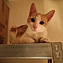 cat, orange_and_white, indoor, metal_shelf, curious, looking_at_camera, feline, pet, animal, resting, whiskers, ears, pink_nose, box, dim_lighting, shelf, domestic_cat, fur, cute, closeup