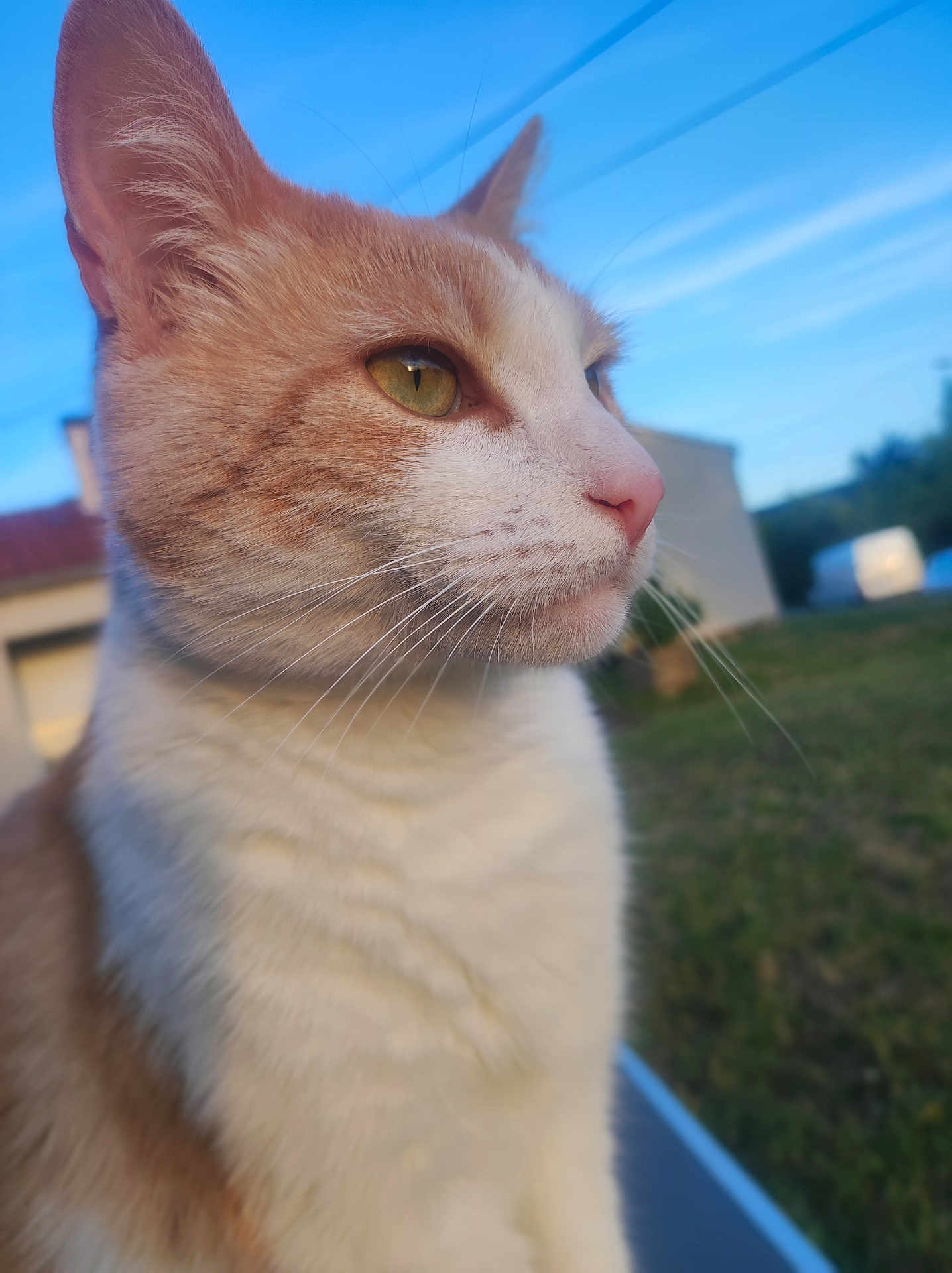 Vlad participe au concours pour gagner de l'argent avec cette photo : cat, close_up, outdoor, sky, animal, pet, whiskers, ears, fur, yellow_eyes, nose, nature, daylight, background, grass, house, quiet, serene, profile, domestic_cat