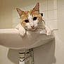 animal_face, bathroom, cat, close_up, curious, cute, domestic_animal, feline, household, indoor, looking, orange_cat, paws, pets, plumbing, resting, sink, tile_wall, whiskers, white_cat