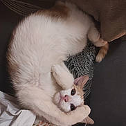 Vlad a rejoint le concours — aidez-le/la à gagner de superbes lots ! cat, white_cat, orange_cat, pet, animal, feline, cute, cozy, curled_up, sleeping, paw, face, ears, blanket, fabric, home, indoor, relaxing, fur, rest