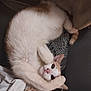 cat, white_cat, orange_cat, pet, animal, feline, cute, cozy, curled_up, sleeping, paw, face, ears, blanket, fabric, home, indoor, relaxing, fur, rest