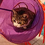 Blue participe au concours pour gagner de l'argent avec cette photo : cat, play_tunnel, purple, orange, indoor, curious, pet, animal, floor, tile, whiskers, fur, cute, eyes, cozy, playful, household, domestic, closeup, resting