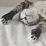 Blue a rejoint le concours — aidez-le/la à gagner de superbes lots ! cat, sleeping, paws, white_bed, tabby, feline, relaxed, fur, whiskers, cute, closeup, indoor, resting, pet, animal, soft, cozy, peaceful, mammal, napping