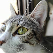 Blue a rejoint le concours — aidez-le/la à gagner de superbes lots ! cat, close_up, green_eyes, whiskers, window, curious, pet, animal, feline, indoor, blurred_background, tabby, face, ears, nose, soft_light, portrait, focus, looking, domestic_cat