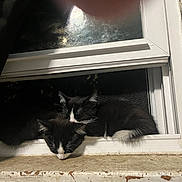 Luna And Socks joined the competition — help win amazing prizes! abyssinian, animal, blackcat, cat, kitten, manx, pet, window, windowsill