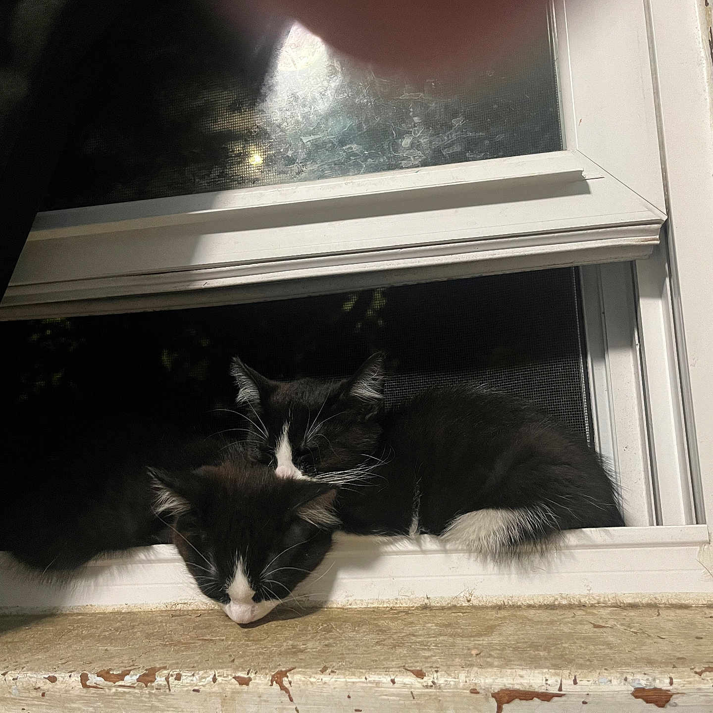 Luna And Socks