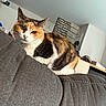 cat, calico_cat, pet, animal, feline, couch, sofa, indoor, home, portrait, close_up, fur, orange, black, white, whiskers, ears, eyes, sitting, relaxed