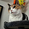 Arya is registered to the contest to win money with this photo: cat, feline, pet, animal, portrait, close_up, calico, white_fur, orange_fur, black_fur, green_eyes, whiskers, ears, sitting, scratching_post, cat_tree, indoor, plush_toys, yellow_toys, funny_expression