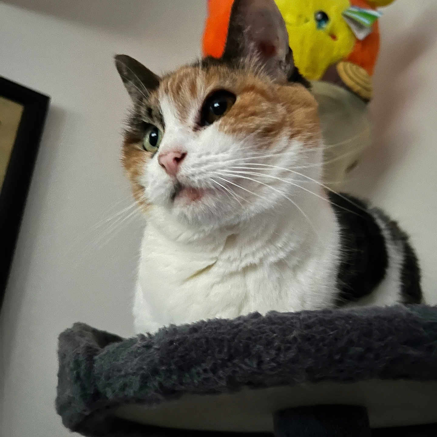 Arya is registered to the contest to win money with this photo: cat, feline, pet, animal, portrait, close_up, calico, white_fur, orange_fur, black_fur, green_eyes, whiskers, ears, sitting, scratching_post, cat_tree, indoor, plush_toys, yellow_toys, funny_expression